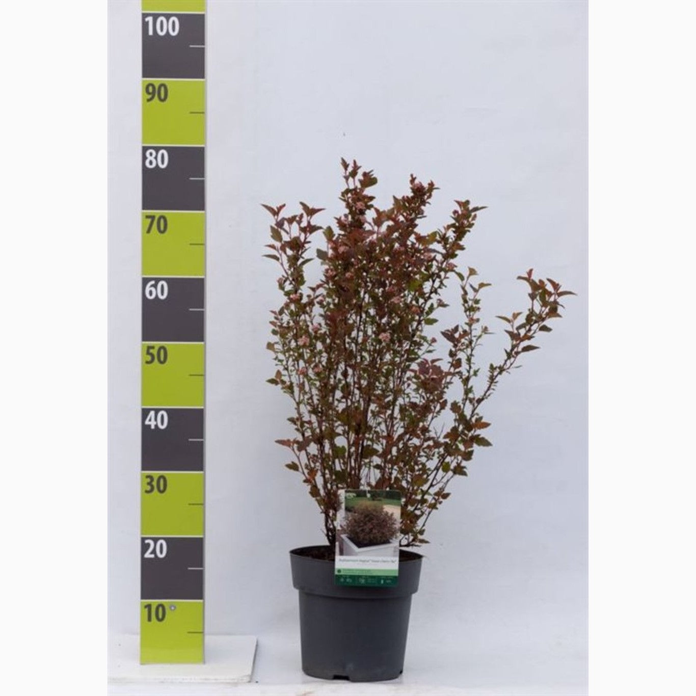 Smällspirea – Physocarpus opulifolius 'Sweet Cherry Tea' - C4,6 40-60 CM
